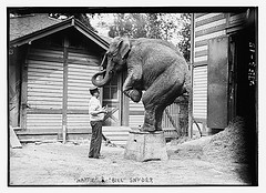 Elephant Doing Trick