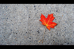 Red maple leaf against concrete